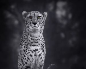 Preview wallpaper cheetah, big cat, bw, predator, monochrome