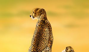 Preview wallpaper cheetah, big cat, cub, predator, art
