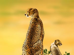 Preview wallpaper cheetah, big cat, cub, predator, art