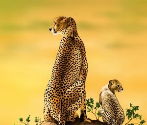 Preview wallpaper cheetah, big cat, cub, predator, art