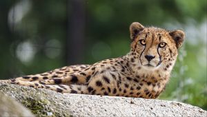 Preview wallpaper cheetah, big cat, eyes, stone, predator