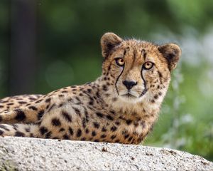Preview wallpaper cheetah, big cat, eyes, stone, predator