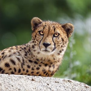 Preview wallpaper cheetah, big cat, eyes, stone, predator