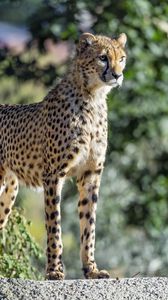 Preview wallpaper cheetah, big cat, eyes, predator, stone