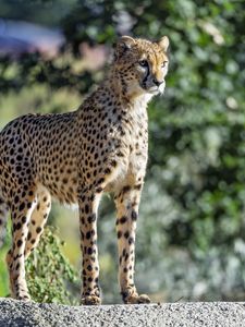 Preview wallpaper cheetah, big cat, eyes, predator, stone