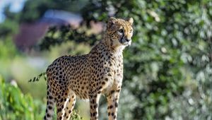 Preview wallpaper cheetah, big cat, eyes, predator, stone
