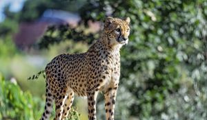 Preview wallpaper cheetah, big cat, eyes, predator, stone