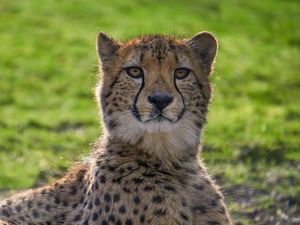 Preview wallpaper cheetah, big cat, face