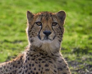 Preview wallpaper cheetah, big cat, face