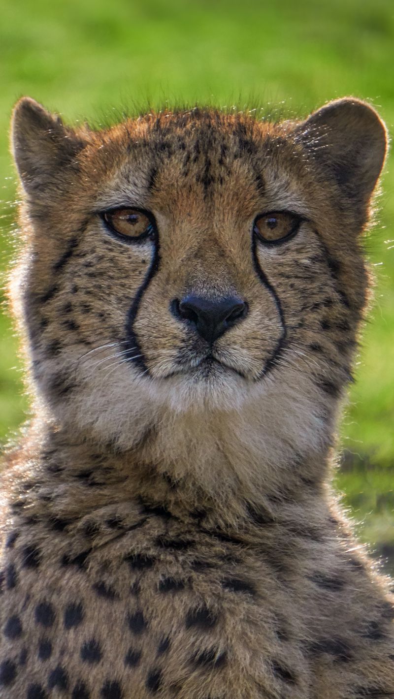 Download wallpaper 800x1420 cheetah, big cat, face iphone se/5s/5c/5 for  parallax hd background