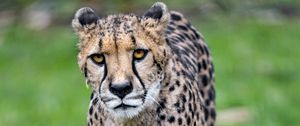 Preview wallpaper cheetah, big cat, face, predator