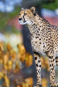 Preview wallpaper cheetah, big cat, face, predator, animal