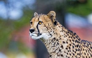 Preview wallpaper cheetah, big cat, face, predator, animal