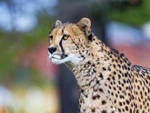 Preview wallpaper cheetah, big cat, face, predator, animal