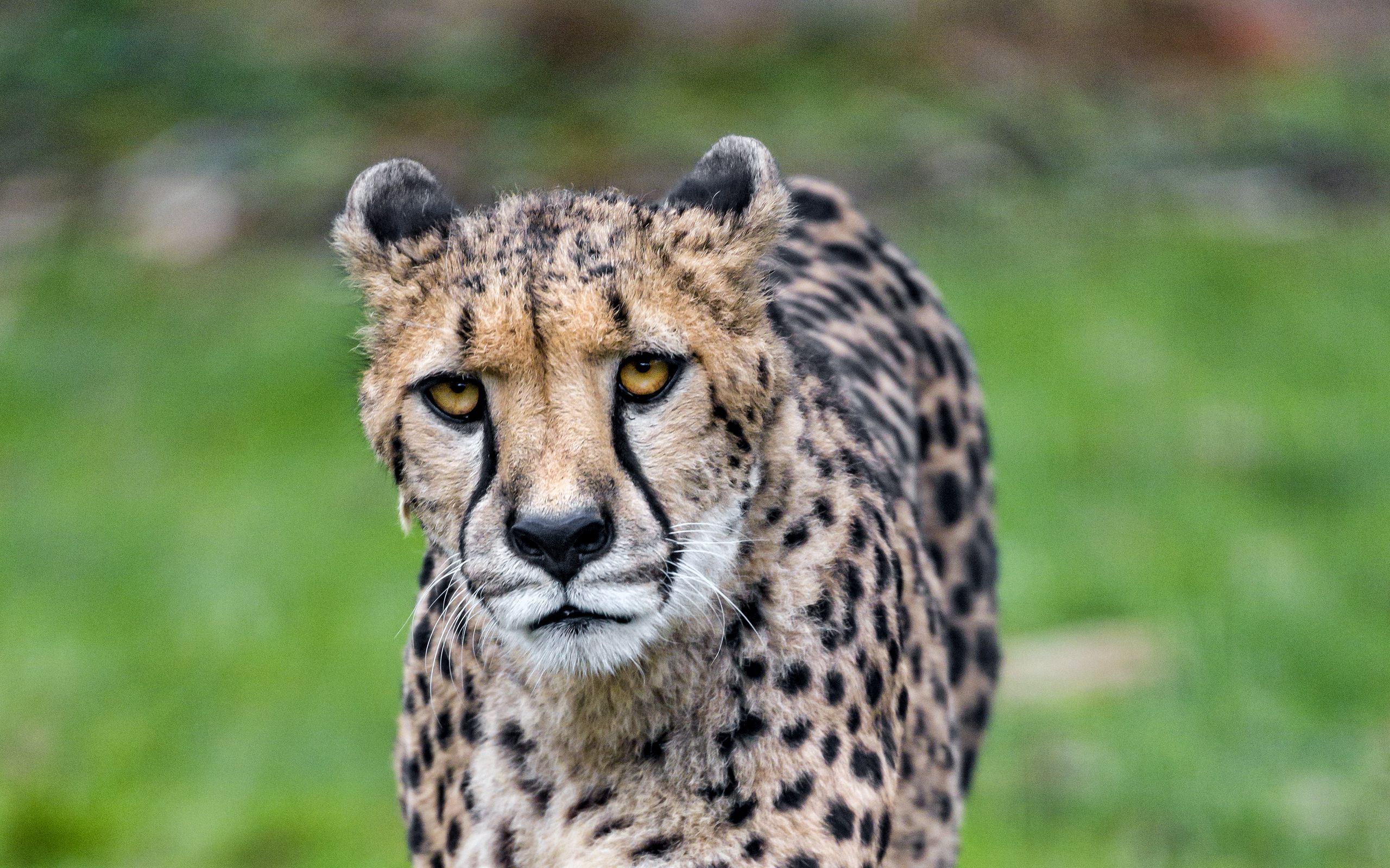Download wallpaper 2560x1600 cheetah, big cat, face, predator, glance ...