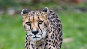 Preview wallpaper cheetah, big cat, face, predator, glance