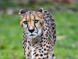 Preview wallpaper cheetah, big cat, face, predator, glance