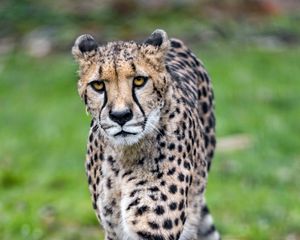 Preview wallpaper cheetah, big cat, face, predator, glance