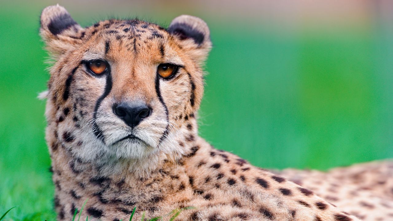 Wallpaper cheetah, big cat, face, spotted