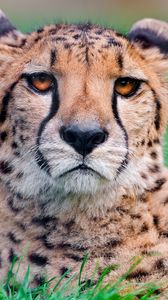 Preview wallpaper cheetah, big cat, face, spotted