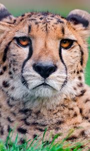 Preview wallpaper cheetah, big cat, face, spotted