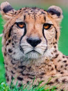 Preview wallpaper cheetah, big cat, face, spotted