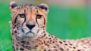 Preview wallpaper cheetah, big cat, face, spotted