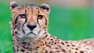 Preview wallpaper cheetah, big cat, face, spotted