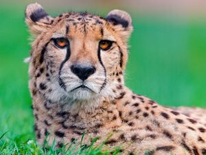 Preview wallpaper cheetah, big cat, face, spotted