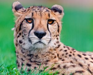 Preview wallpaper cheetah, big cat, face, spotted