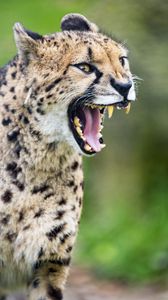 Preview wallpaper cheetah, big cat, fangs, predator, grin