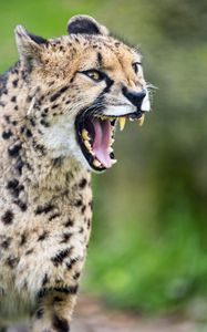 Preview wallpaper cheetah, big cat, fangs, predator, grin