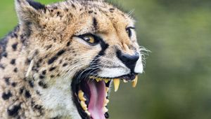 Preview wallpaper cheetah, big cat, fangs, predator, grin