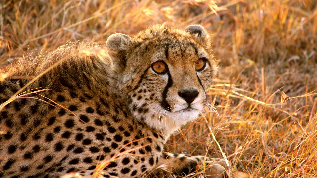 Wallpaper cheetah, big cat, fright, lie