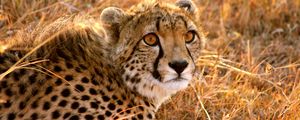 Preview wallpaper cheetah, big cat, fright, lie