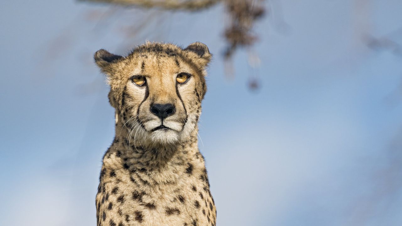 Wallpaper cheetah, big cat, glance, predator