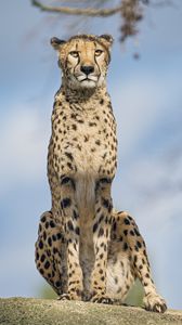 Preview wallpaper cheetah, big cat, glance, predator