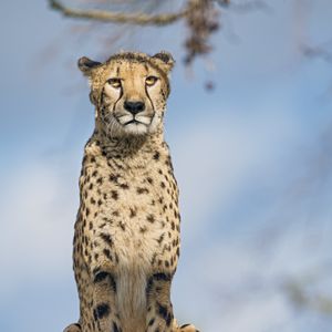 Preview wallpaper cheetah, big cat, glance, predator