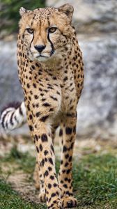 Preview wallpaper cheetah, big cat, glance, predator, paws