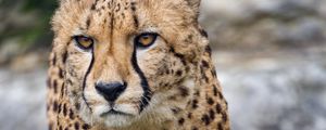 Preview wallpaper cheetah, big cat, glance, predator, paws