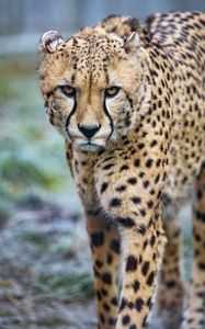 Preview wallpaper cheetah, big cat, glance, predator, spots