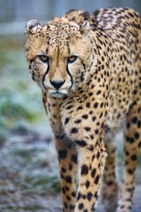 Preview wallpaper cheetah, big cat, glance, predator, spots