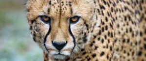 Preview wallpaper cheetah, big cat, glance, predator, spots