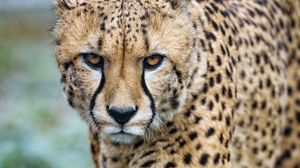 Preview wallpaper cheetah, big cat, glance, predator, spots