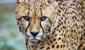 Preview wallpaper cheetah, big cat, glance, predator, spots