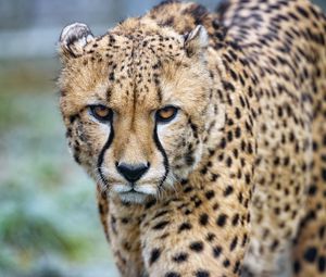 Preview wallpaper cheetah, big cat, glance, predator, spots
