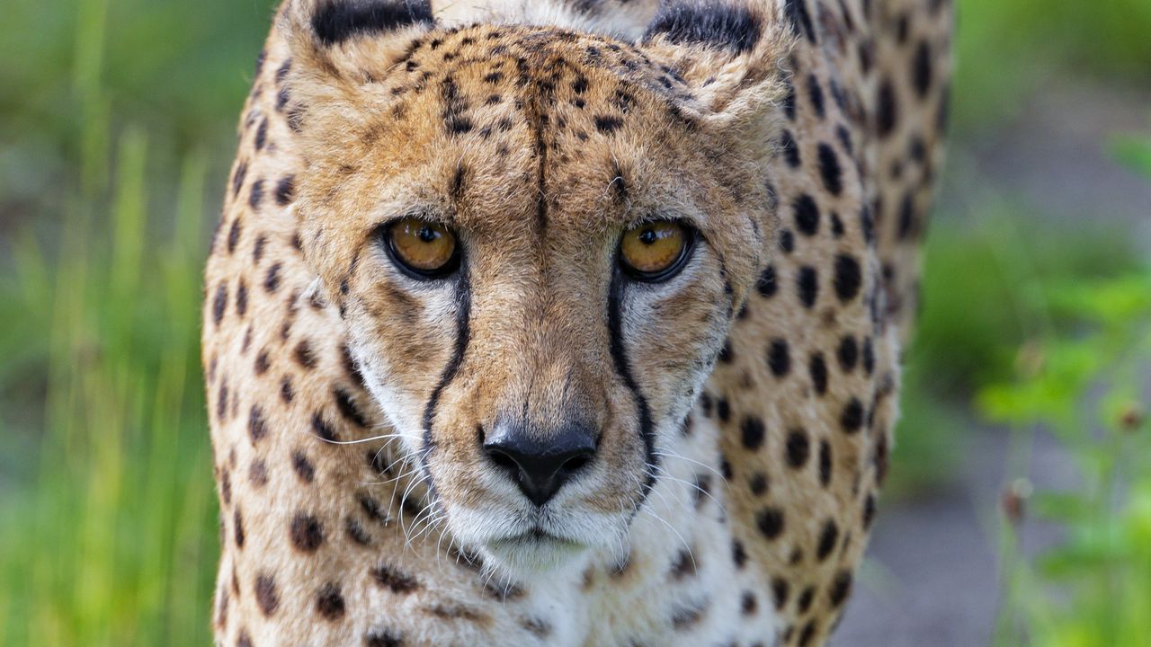 Wallpaper cheetah, big cat, glance, predator, face
