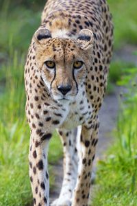 Preview wallpaper cheetah, big cat, glance, predator, face