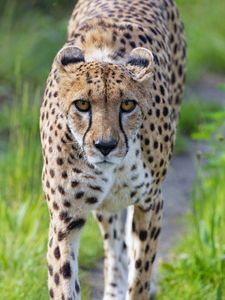 Preview wallpaper cheetah, big cat, glance, predator, face