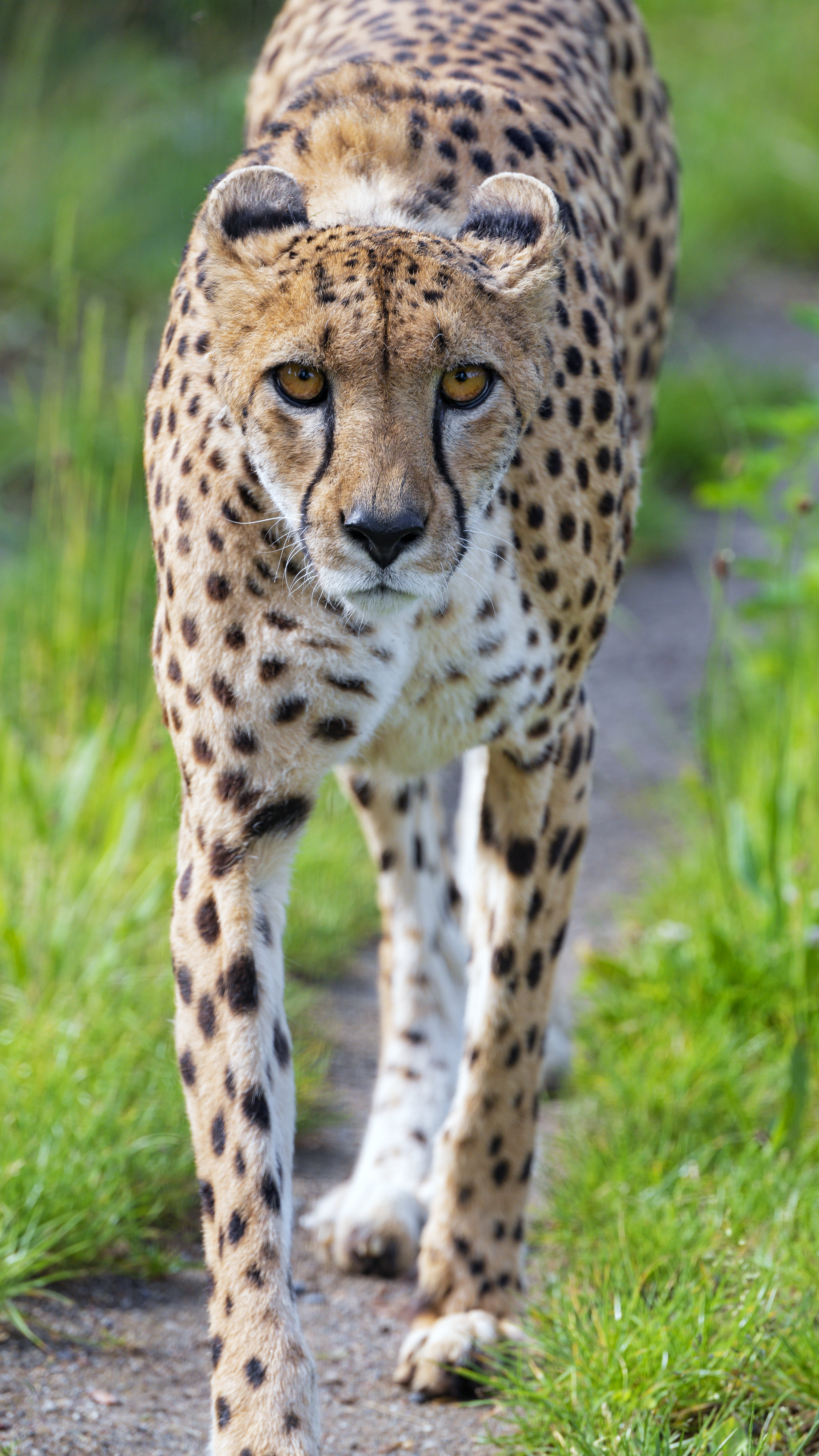 Download wallpaper 2880x5120 cheetah, big cat, glance, predator, face hd  background